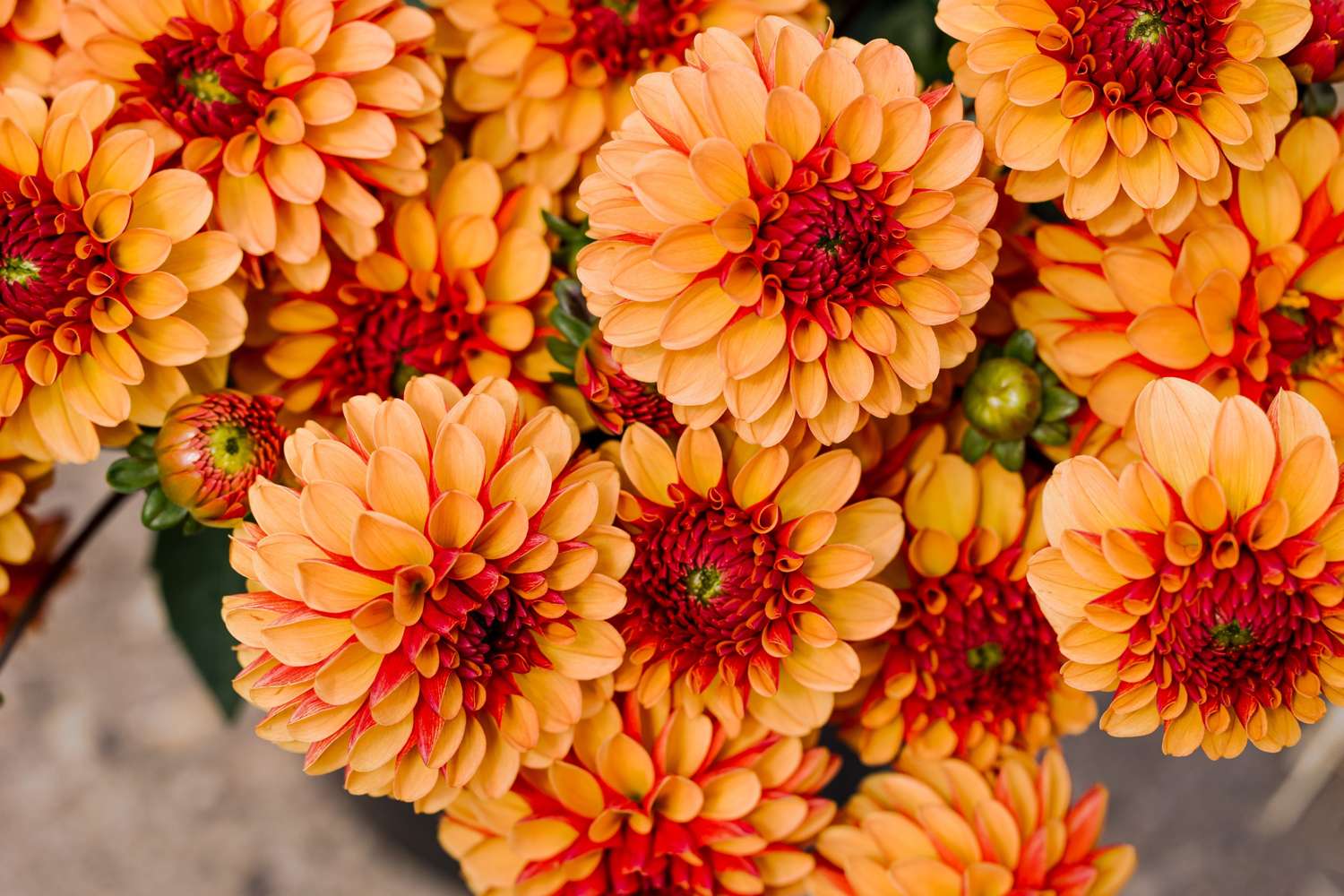 Dahlie 'American Sunset'